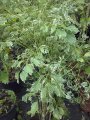 Polyscia Lancieri - Hauteur : 2/3 mètres